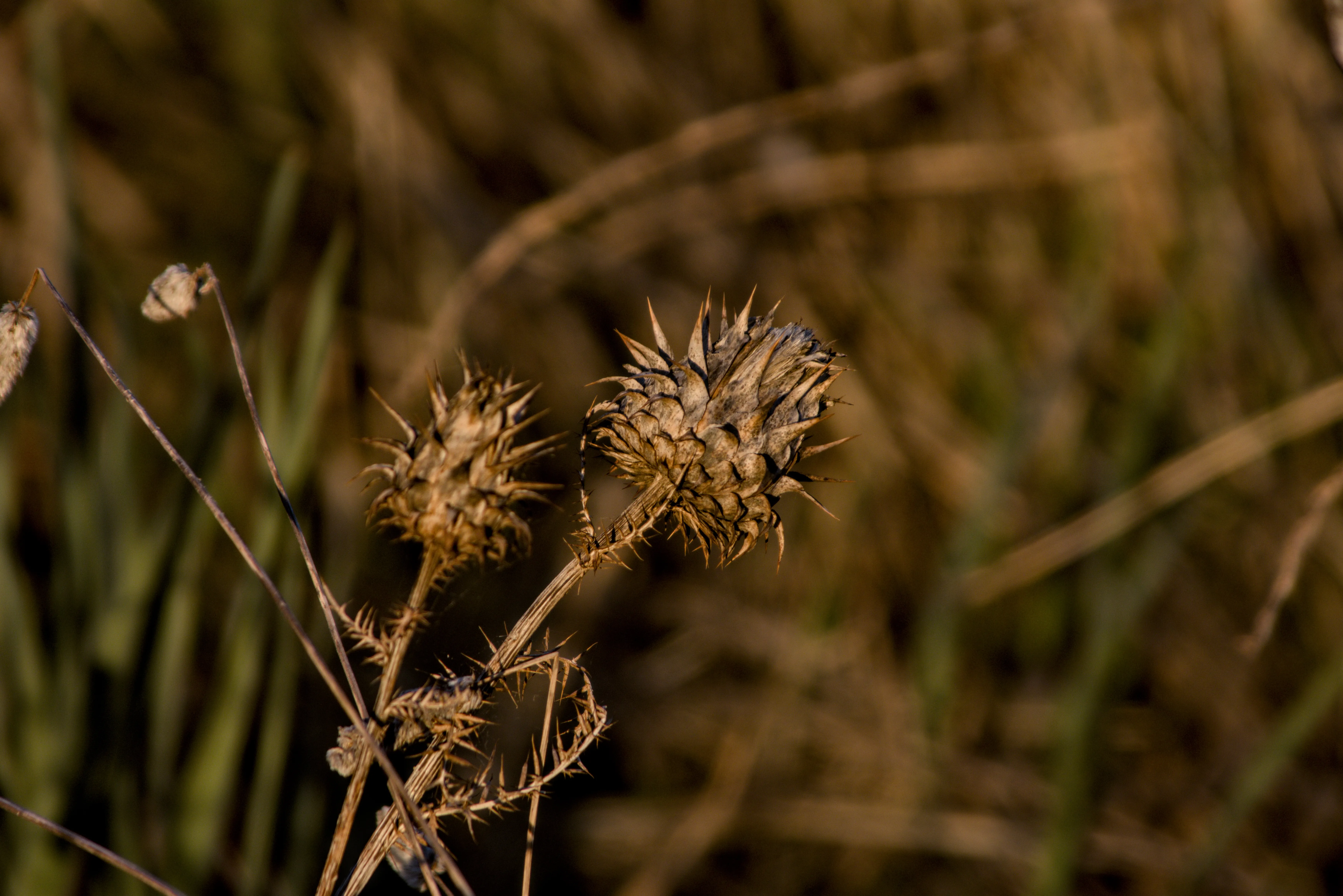 Tamron 28-300mm F3.5-6.3 (EF) - _I4A5291.webp